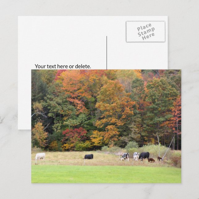 Autumn Leaves Cows Pasture Photography  Postcard (Front/Back)