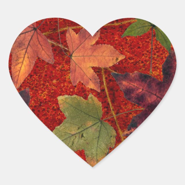 Autumn Leaves Fall Season Tree Leaf Colourful Heart Sticker (Front)