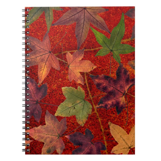 Autumn Leaves Fall Season Tree Leaf Colourful Notebook (Front)