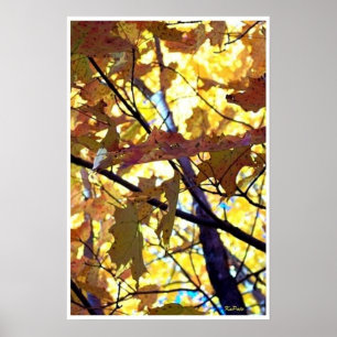 Autumn Leaves Fall Trees Sunshine Poster