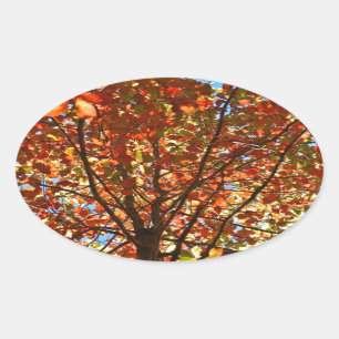 Autumn Leaves Fireworks Oval Sticker