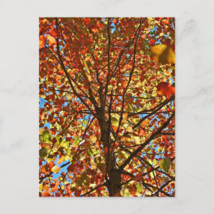 Autumn Leaves Fireworks Postcard