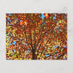Autumn Leaves Fireworks Postcard