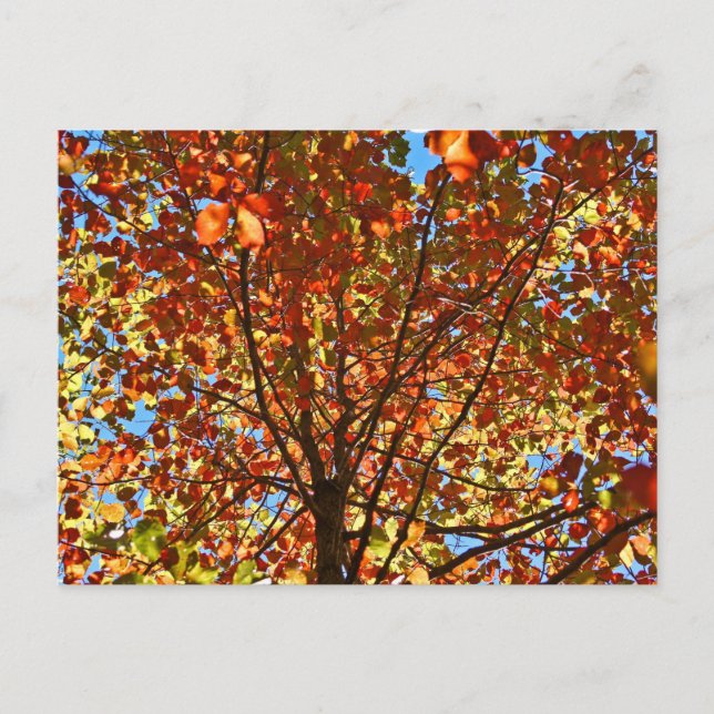 Autumn Leaves Fireworks Postcard (Front)