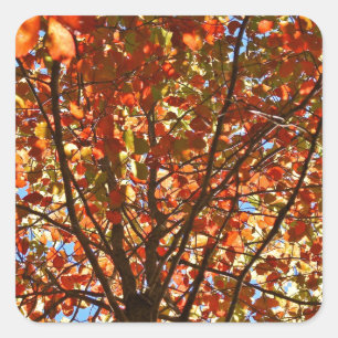 Autumn Leaves Fireworks Square Sticker