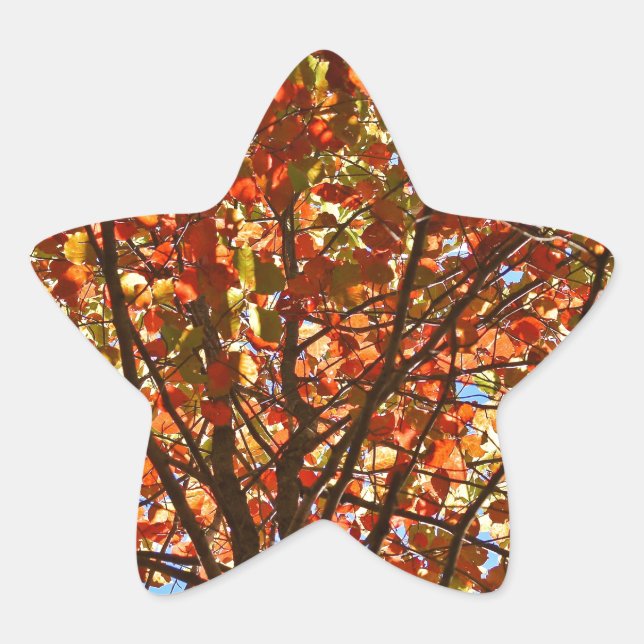 Autumn Leaves Fireworks Star Sticker (Front)