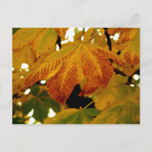 Autumn Leaves II Postcard