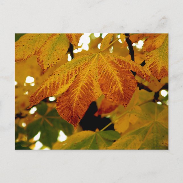 Autumn Leaves II Postcard (Front)