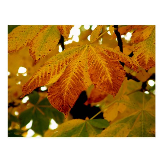 Autumn Leaves II Postcard
