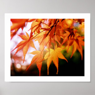 Autumn Leaves in a Japanese Wood  Poster