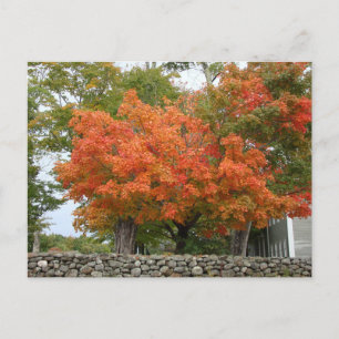 Autumn Leaves in New England Postcard