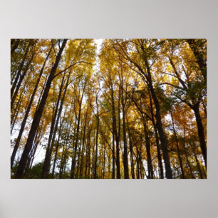 Autumn Leaves in the Morning Maryland Nature Poster