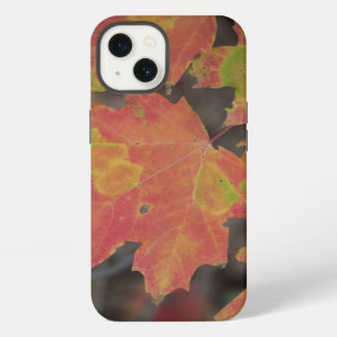 Autumn Leaves iPhone 13 Case