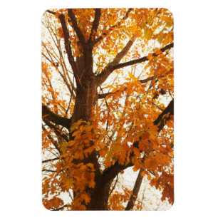 Autumn Leaves Magnet