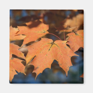 Autumn Leaves Magnet