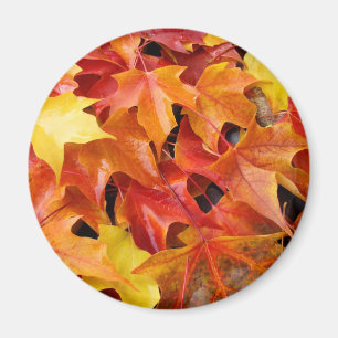 Autumn Leaves magnets Colourful Fall Tree Leaf