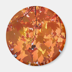 Autumn Leaves magnets Fall art Orange Tree Leaves