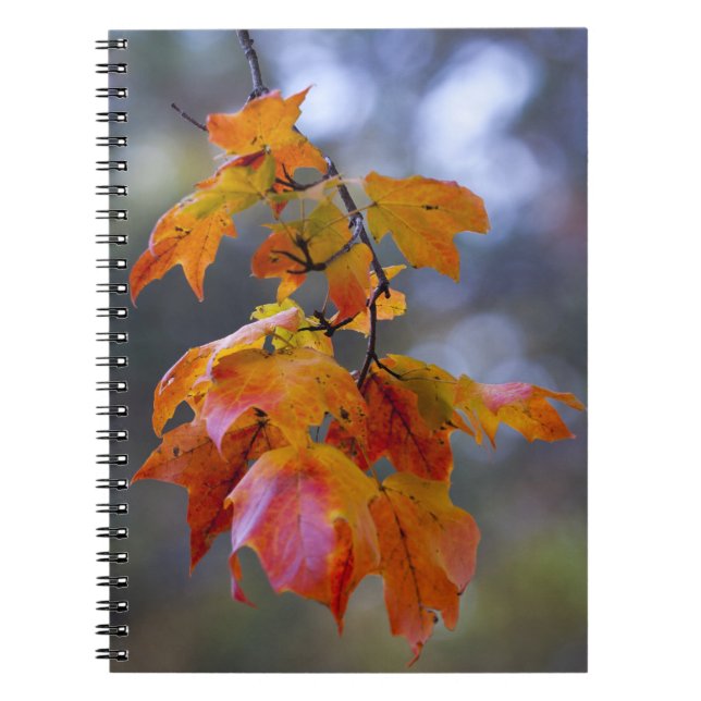 Autumn Leaves Notebook (Front)
