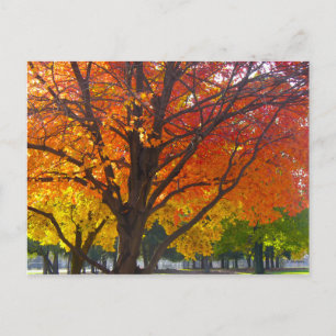 Autumn Leaves of Yellow and Orange Photo Postcard