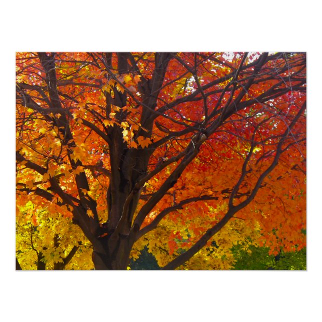 Autumn Leaves of Yellow and Orange Photo Poster (Front)