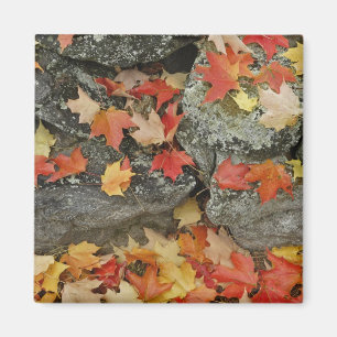 Autumn leaves on stone wall, Minute Man Magnet