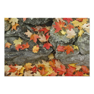 Autumn leaves on stone wall, Minute Man Photo Print