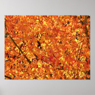 Autumn Leaves on Tree - photograph.   Poster
