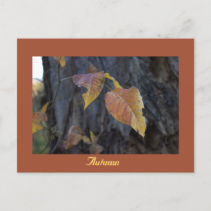 Autumn Leaves on Tree Postcard