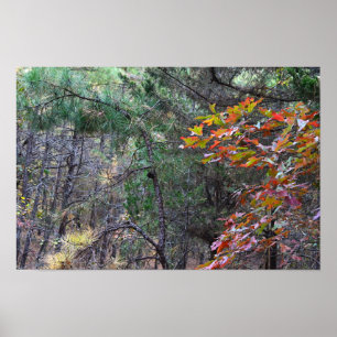 Autumn Leaves Photo Poster