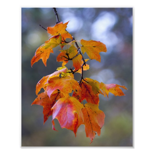 Autumn Leaves Photo Print (Front)