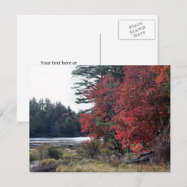 Autumn Leaves Pond Nature Photography  Postcard (Front/Back)