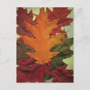 Autumn Leaves Postcard