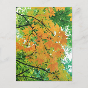 Autumn Leaves Postcard