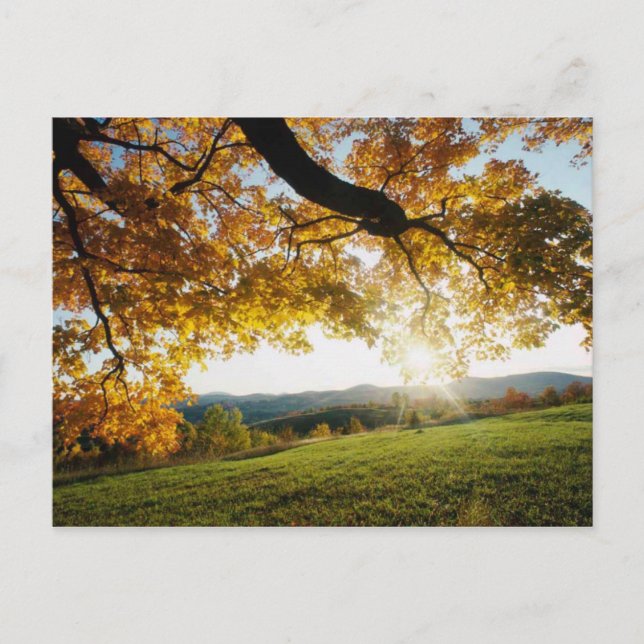 Autumn Leaves Postcard (Front)