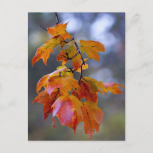 Autumn Leaves Postcard