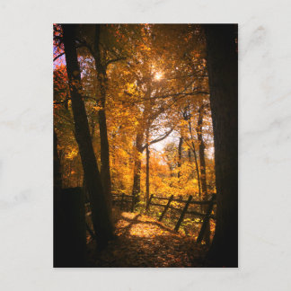 Autumn Leaves Postcard