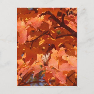 Autumn Leaves Postcard