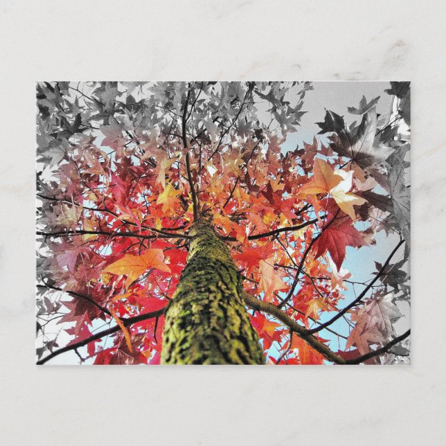 autumn leaves postcard (Front)