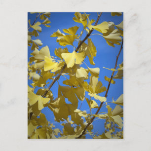 Autumn Leaves Postcard