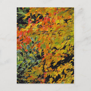 Autumn Leaves Postcard