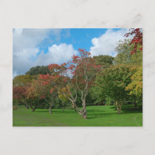 Autumn Leaves Postcard