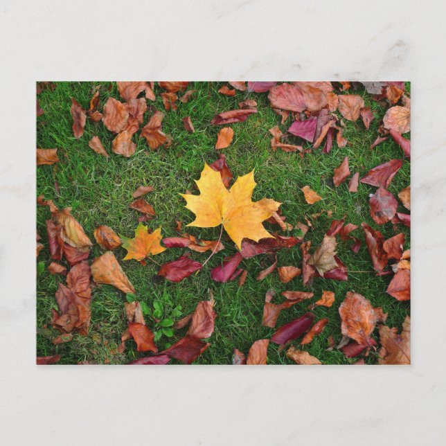 Autumn Leaves Postcard (Front)