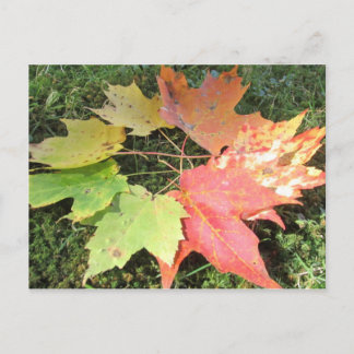 Autumn leaves postcard