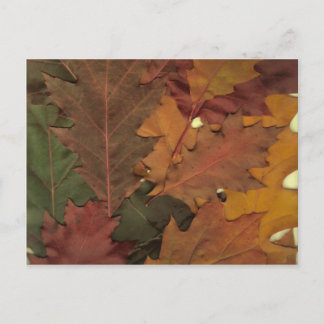 Autumn Leaves Postcard