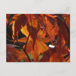 Autumn Leaves Postcard