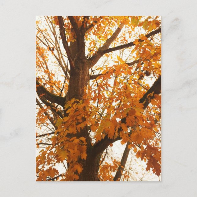 Autumn Leaves Postcard (Front)