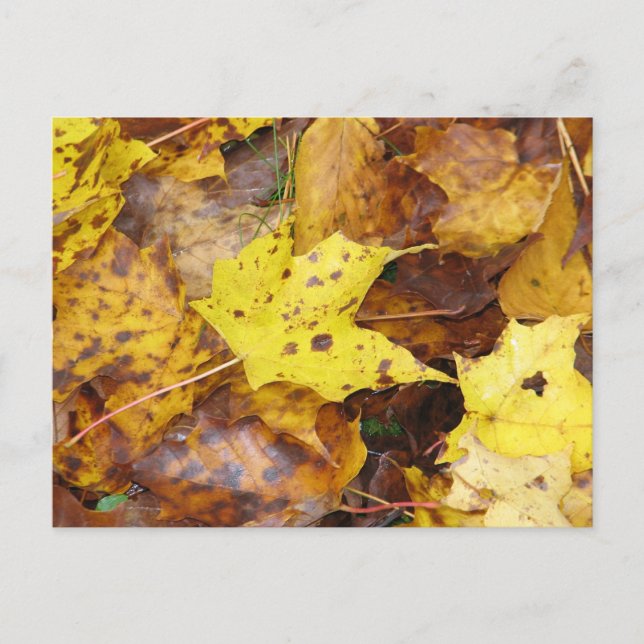 Autumn Leaves Postcard (Front)