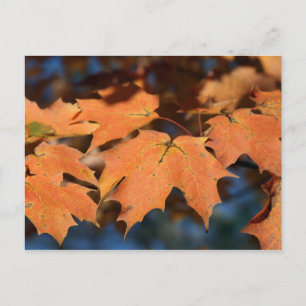 Autumn Leaves Postcard