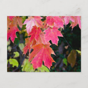 Autumn  Leaves Postcard