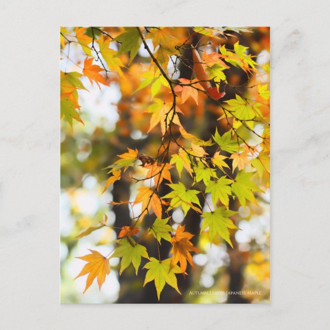 Autumn Leaves [Postcard] Postcard (Front)